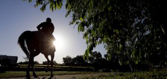 Altior Horse Career Record