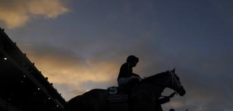 Fighting Fifth hurdle statistics