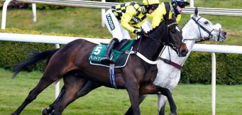 Tingle Creek Sandown trends