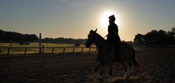 Desert Orchid trends