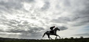 Harry Fry Horses In Training