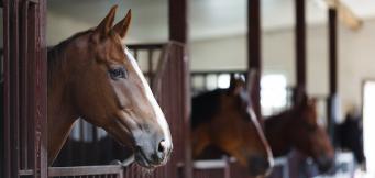 Nicky Henderson stable yard