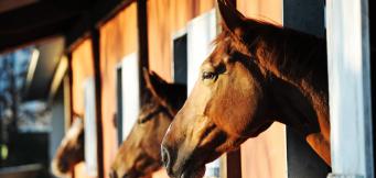 Racehorses Dan Skelton