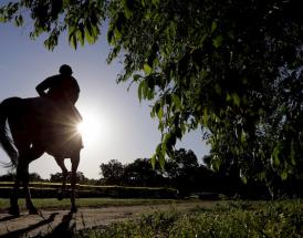 Altior Horse Career Record