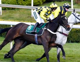 Tingle Creek Sandown trends