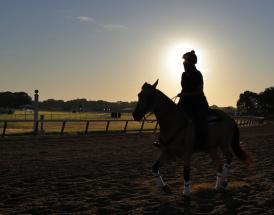 Desert Orchid trends