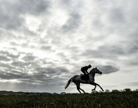 Harry Fry Horses In Training