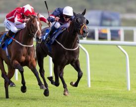 Horse racing whip rules guide