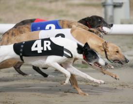 Greyhounds Betting Tips