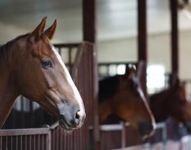 Nicky Henderson stable yard