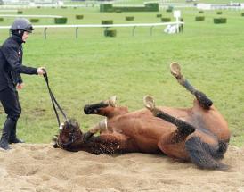 Cheltenham fun facts