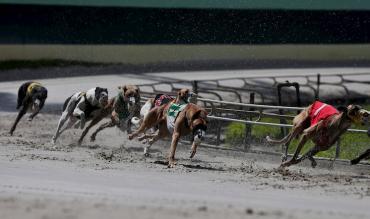 Guide to betting on greyhounds racing