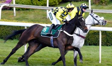 Tingle Creek Sandown trends