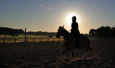 Desert Orchid trends